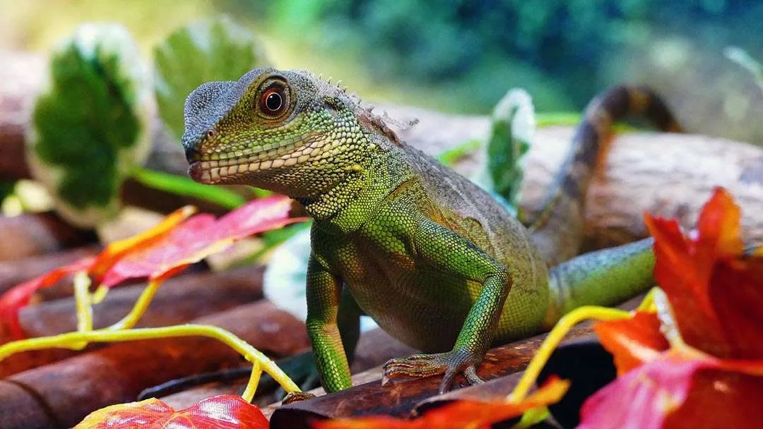 chinese water dragon diet and habitat