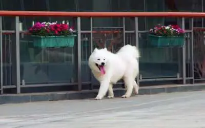 Can a Samoyed Dog live in an Apartment?