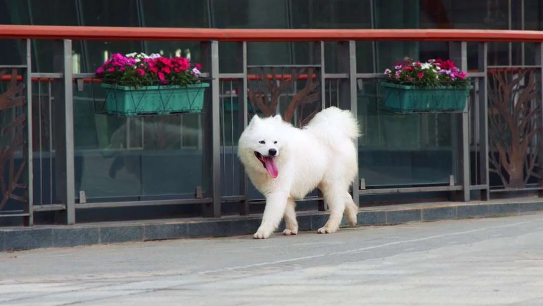 Samoyed dog apartment