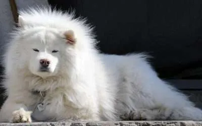 Samoyed Dogs As Pets: A Complete Guide
