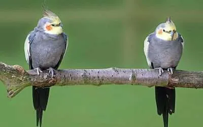 Cockatiel lifespan: How long do they live on average?