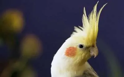 Cockatiel as Pet: Cost, Care, and 6 Awesome Facts