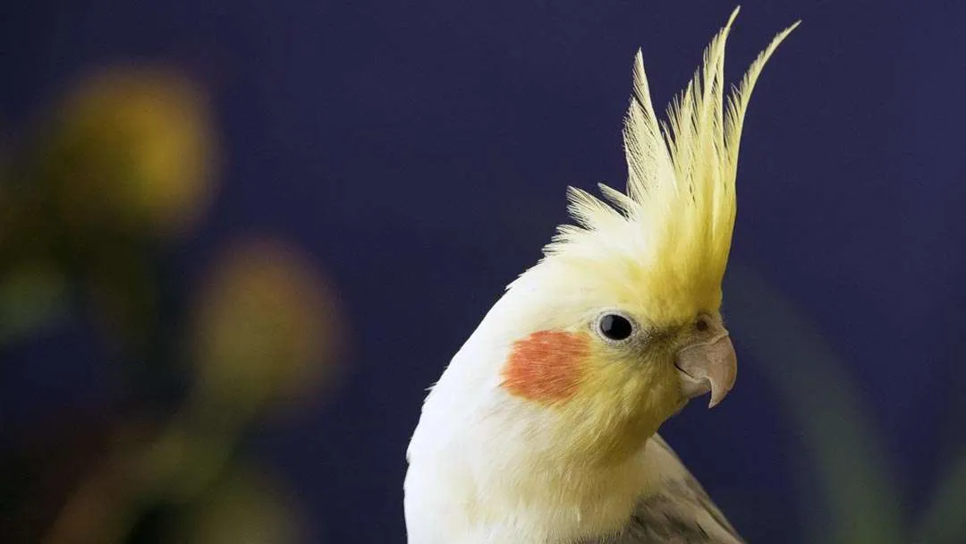 cockatiel parrot as pet