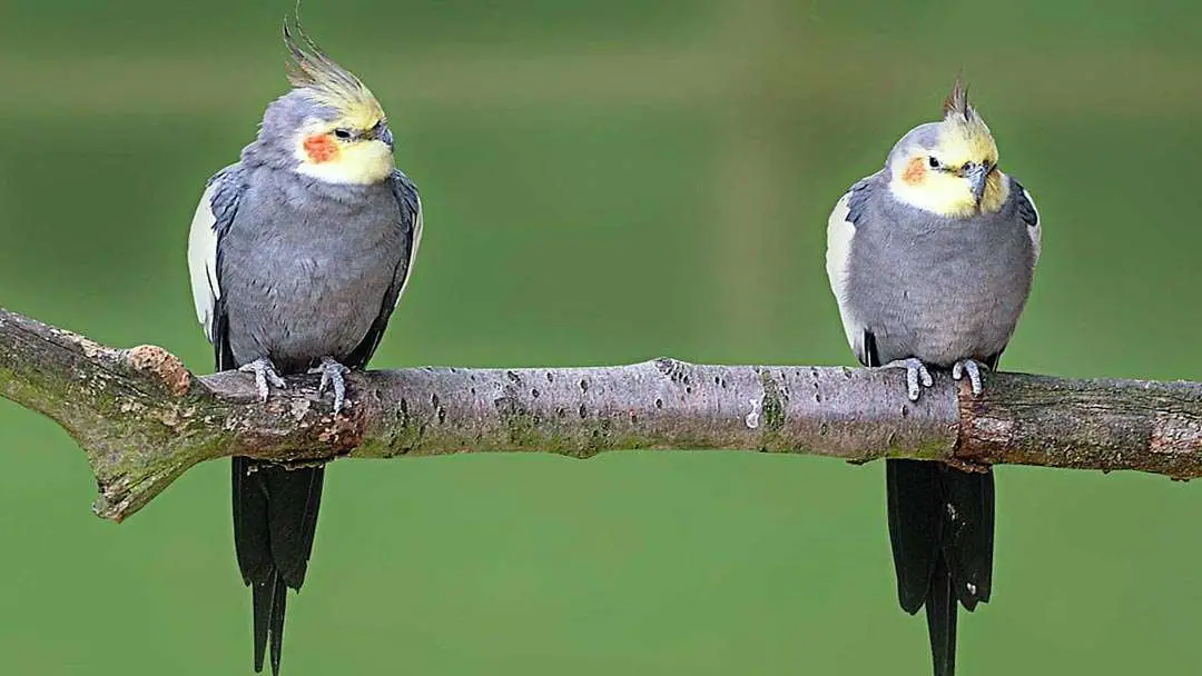 Cockatiel Parrot Life span