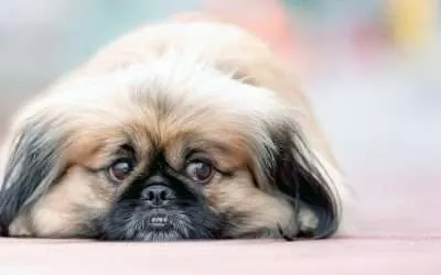 Pekingese As Pets: Cost, Temperament and Life Expectancy