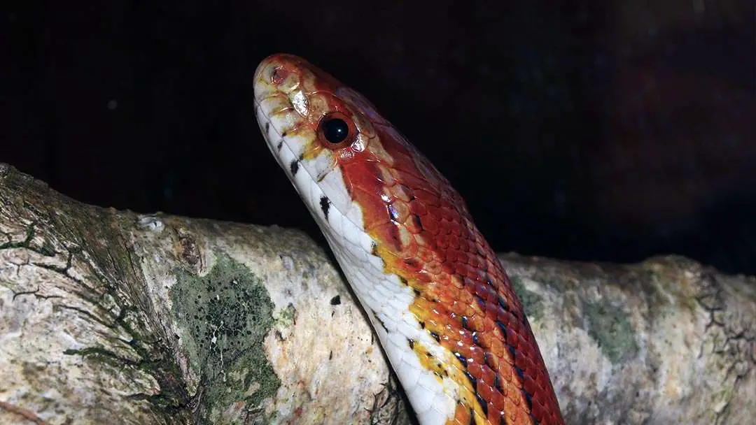 toy corn snake