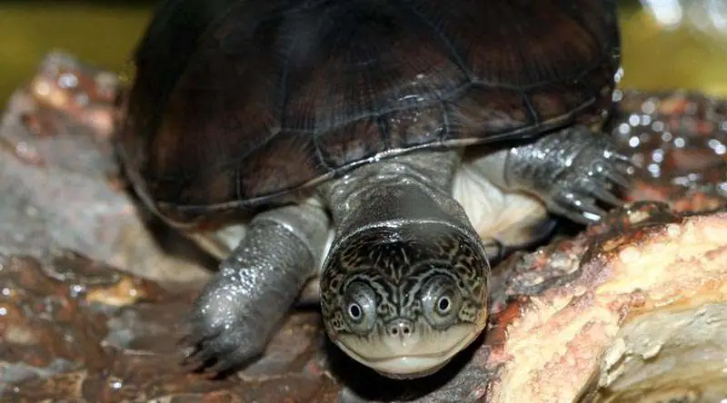 picture of African Sideneck Turtle