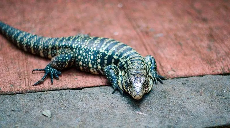 Cutest Argentine Tegu pet lizard