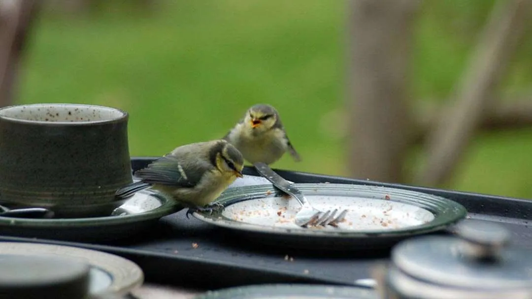 Picture of Baby Bird eating