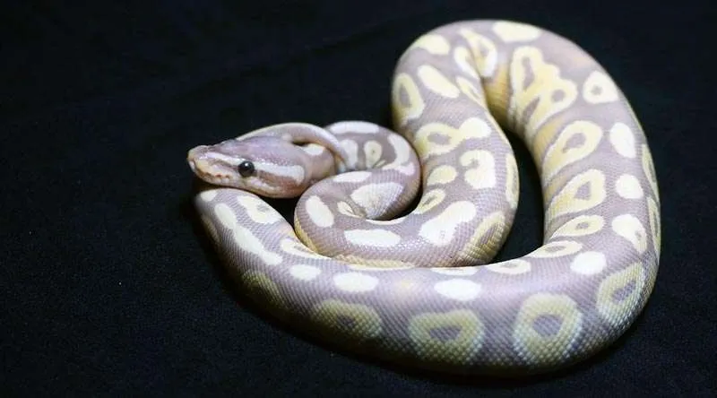 ball python picture