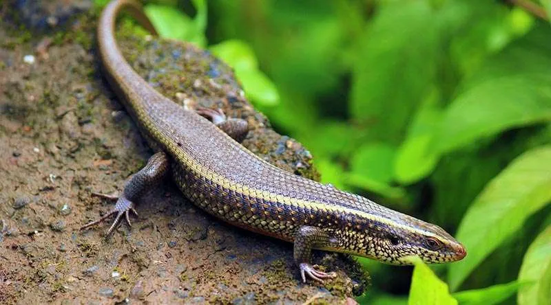 Blue Tongue Skink