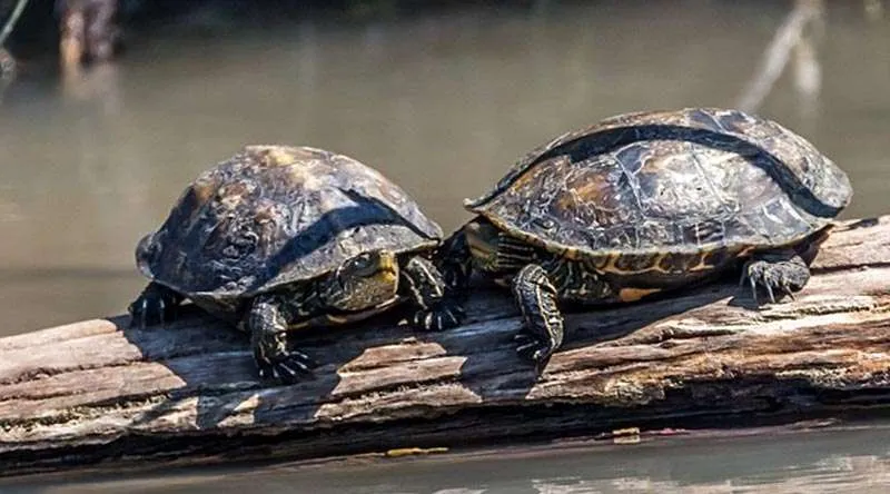 picture of 7th cutest turtle - Caspian pond turtle