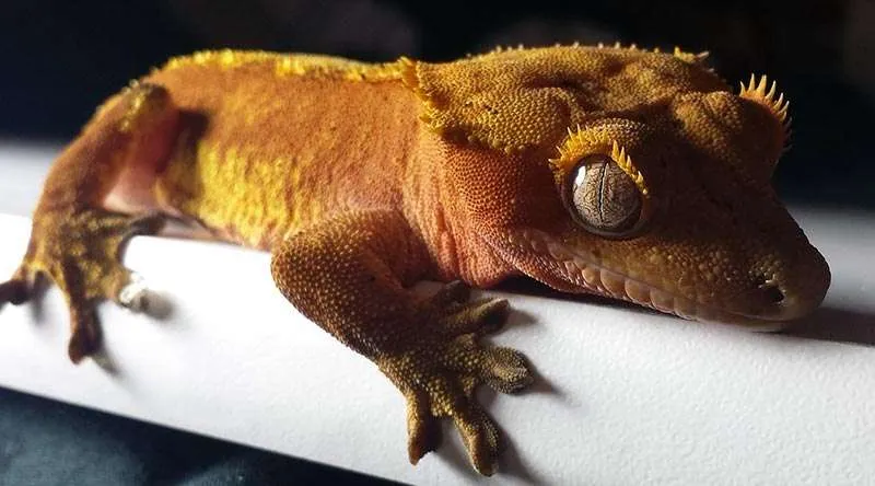 Crested gecko Pet lizard