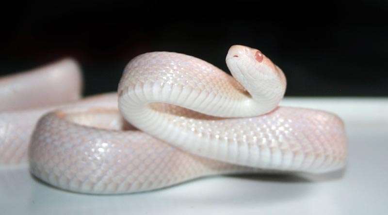 cutest snake - corn snakes