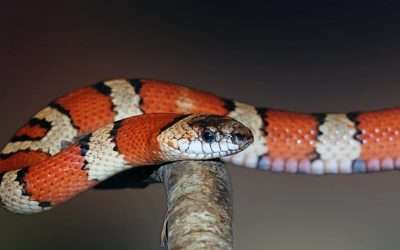 Cutest Pet Snakes (With 7 Examples and Pictures)