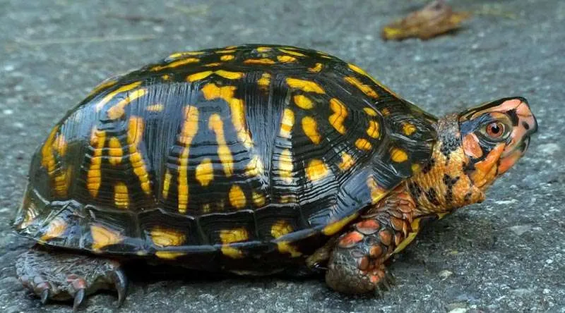 Picture of eastern box turtle. One of the cutest turtles species in the world