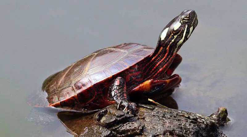 Picture of painted turtle. One of the cutest turtles in the world