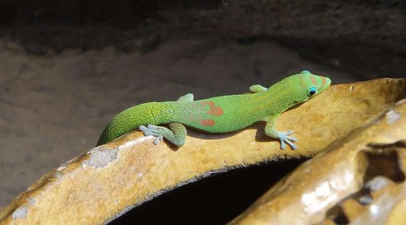 gold dust gecko