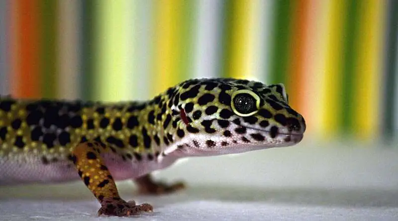 leopard gecko the cutest pet lizards