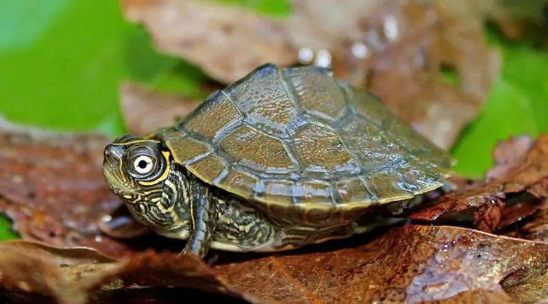 Picture of Mississippi map turtle. No 1 Cutest turtle in the world