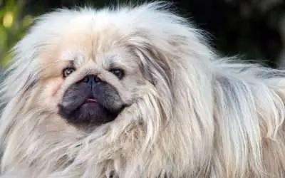 Caring for Pekingese: Grooming, Bathing, Diet, and Care Guide