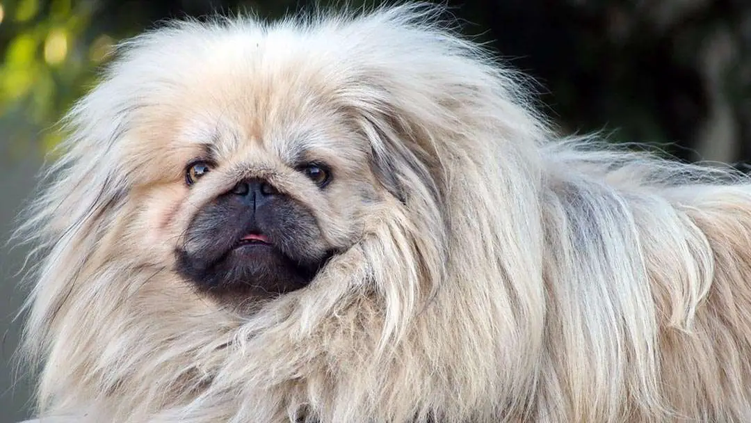 picture of a pekingese