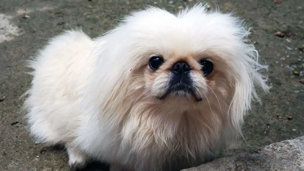 picture of a well groomed Pekingese