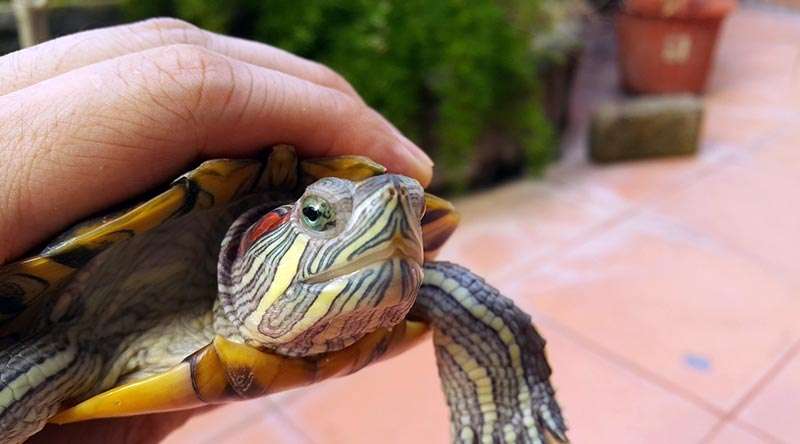 picture of red eared slider turtle