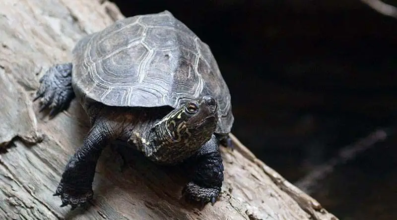 8th cutest turtle - Reeve's