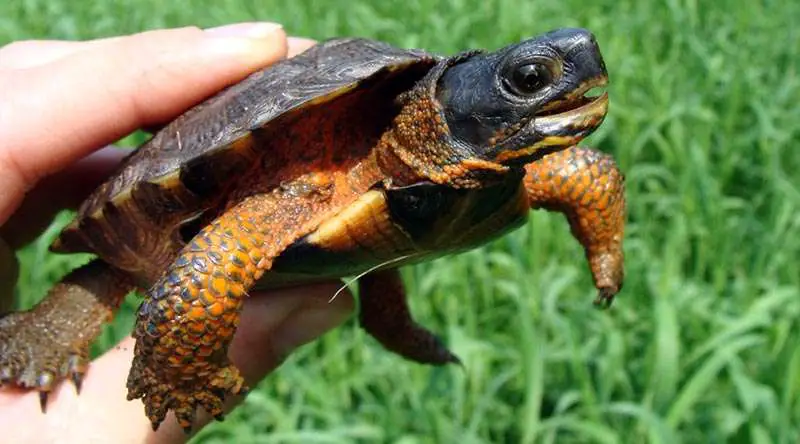 picture of central american wood turtle