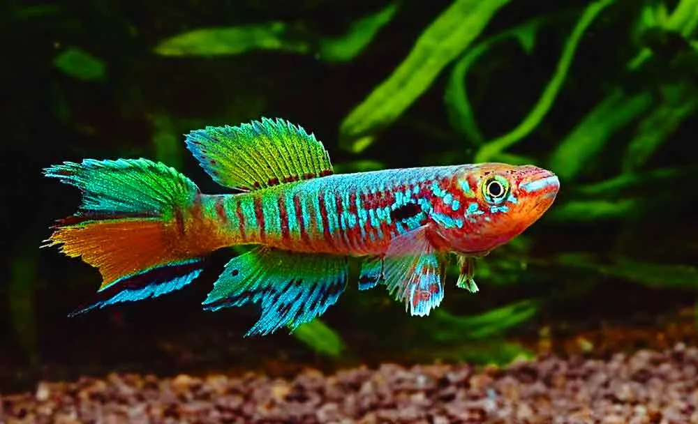 Blue Gularis killifish Fundulopanchax sjoestedti