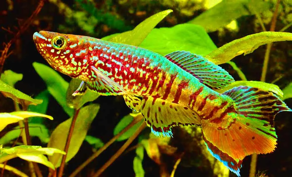 amado pet blue gularis killifish africa killifish