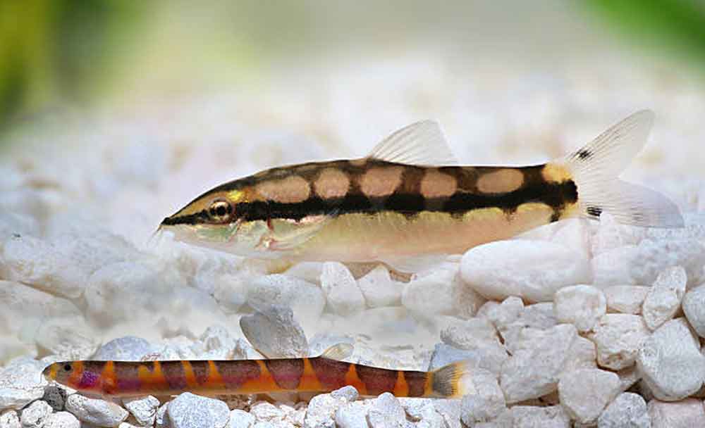 kuhli loaches tank