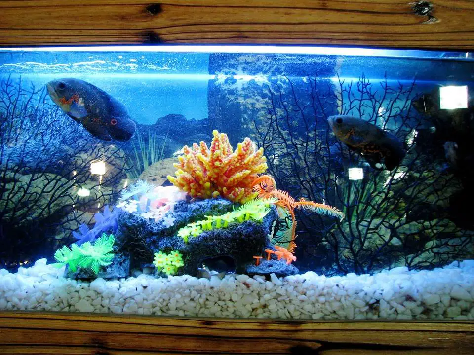 Fish aquarium