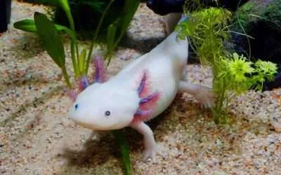 Can Baby Axolotl Eat Vinegar Eels?