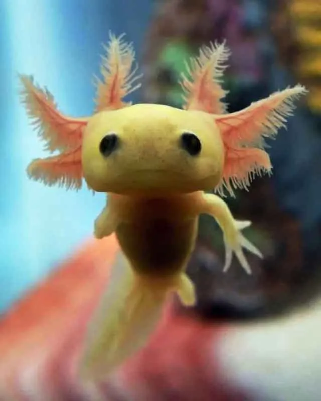 Baby axolotl eats vinegar eels