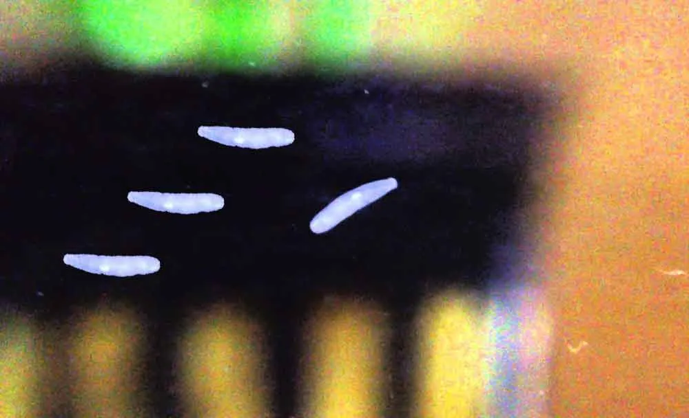 rhabdocoela flatworms in aquarium