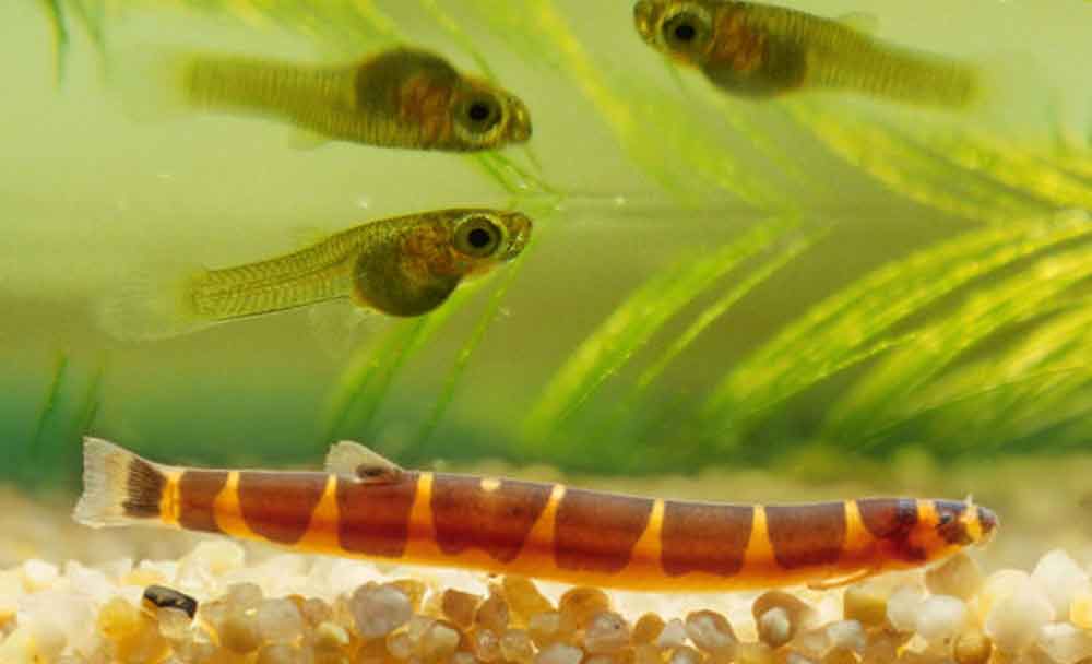 will coolie loaches eat guppy fry