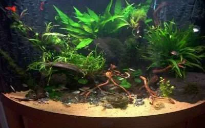 Are Bow Front Aquariums Bad?