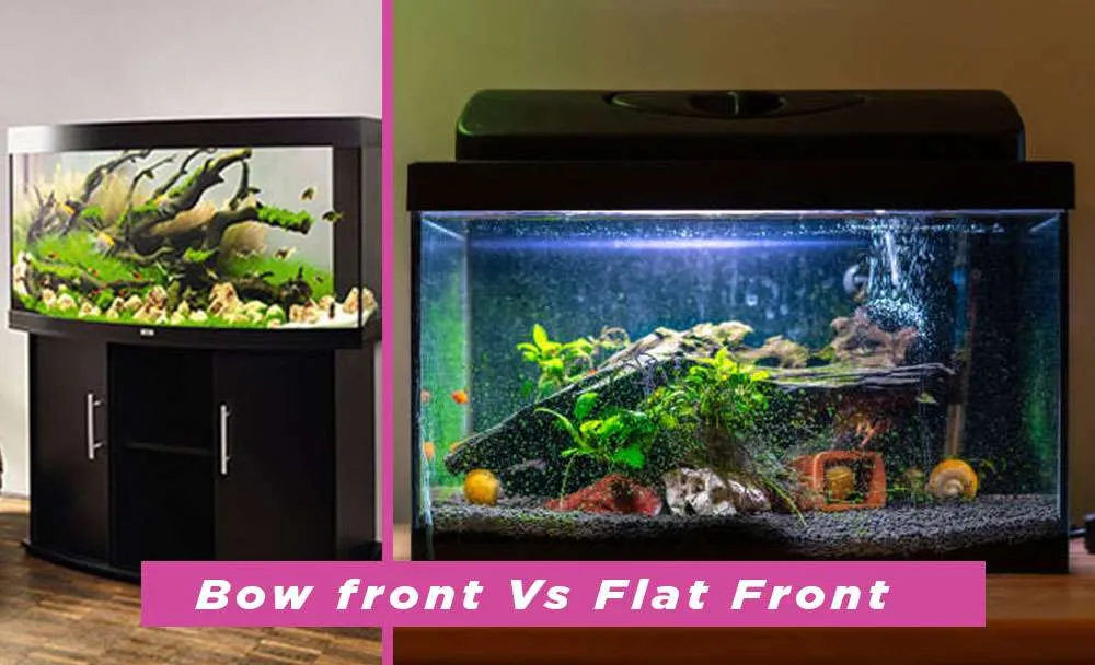 Bow front aquarium versus regular aquarium