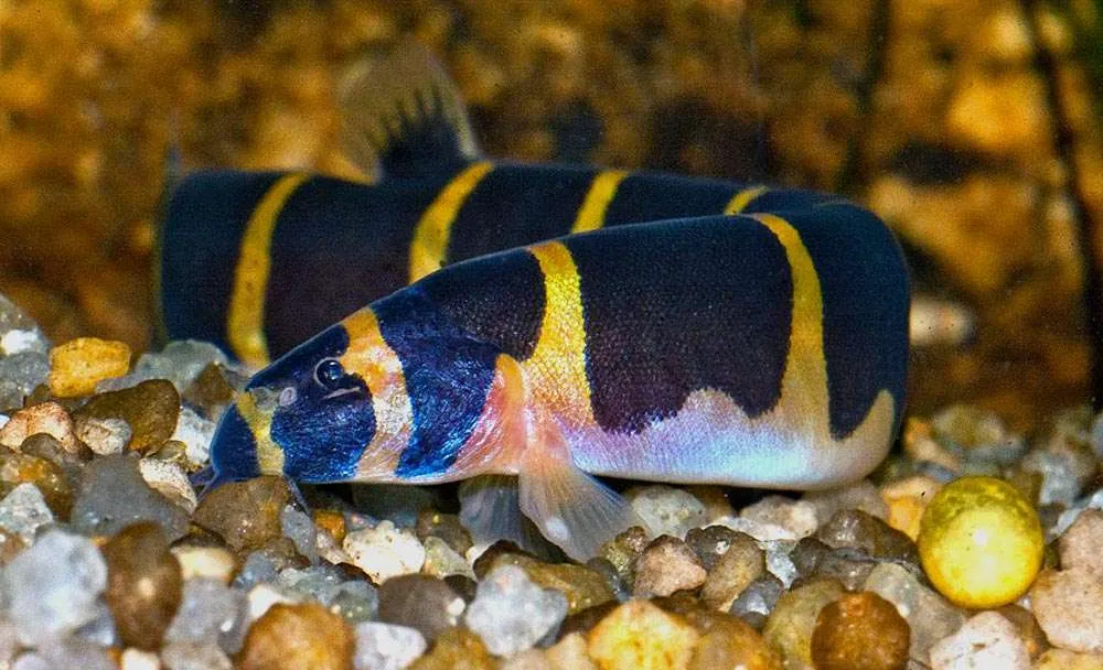 Kuhli Loaches Swimming in Circles