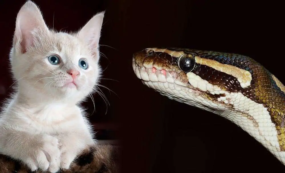 Can a ball python kill a cat amado pets