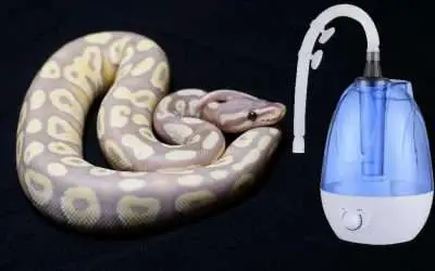 Does the Ball Python Need a Humidifier?