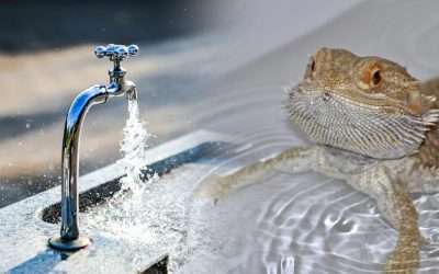 Can Bearded Dragon Drink Tap Water?