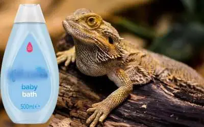 Can I use Baby Shampoo on my Bearded Dragon?