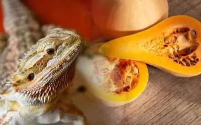 How to Prepare Butternut Squash for Bearded Dragon
