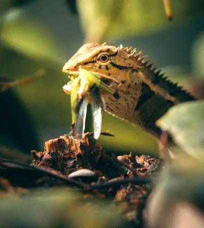 Bearded Dragon eating insect