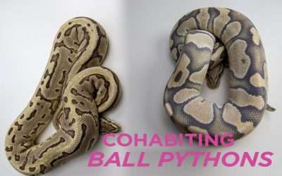 Can you Cohabitate Ball Pythons?