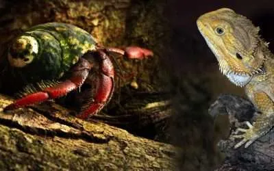 Can Hermit Crab and Bearded Dragon Live Together?