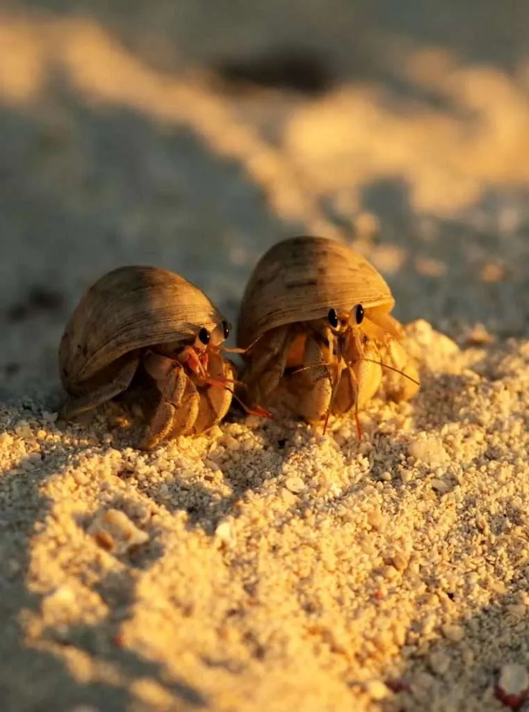 A pair of hermit crabs
